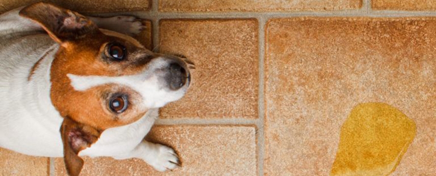 Cum sa intretii piatra naturala cand ai animale de companie 